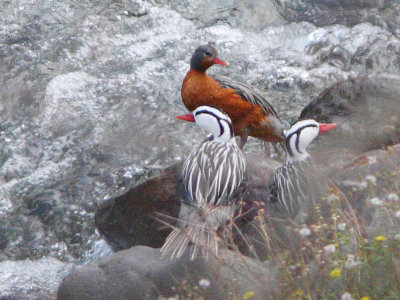 Torrent Ducks