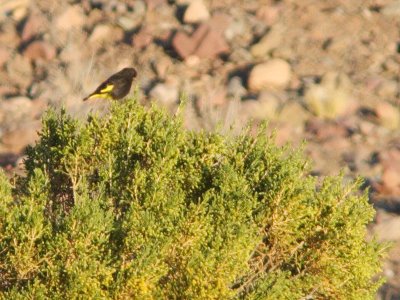 Black Siskin
