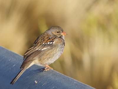 Mourning Sierra-finch (female)