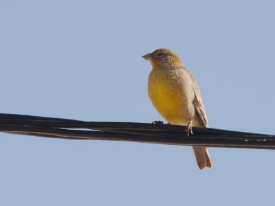 Puna Yellow-finch? (petrol stop before turning off on road to lake)