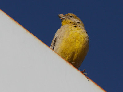 Puna Yellow-finch?