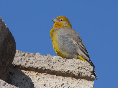 Bright-rumped Yellow-finch