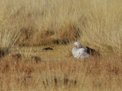 Andean Goose