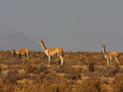 Vicuna