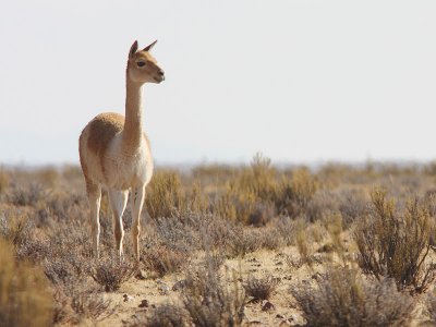Vicuna