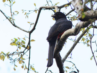 Surucua Trogon