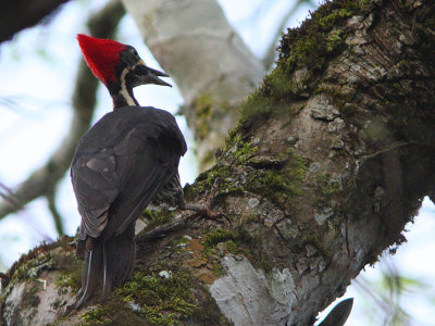 Lineated Woodpecker