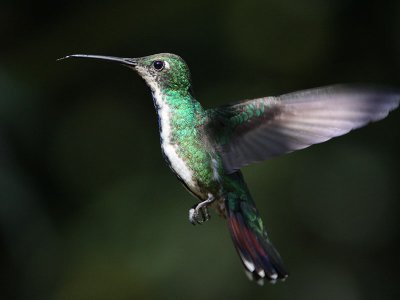 Black-throated Mango