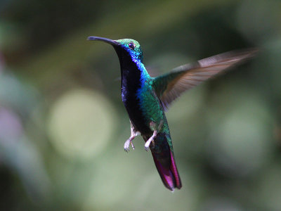 Black-throated Mango