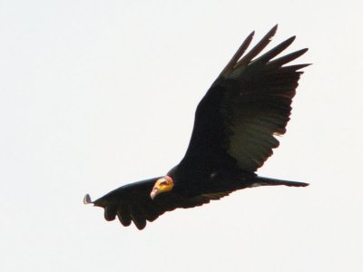 Greater Yellow-headed Vulture