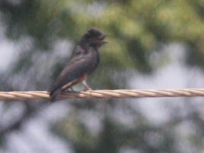 Swallow-wing Puffbird