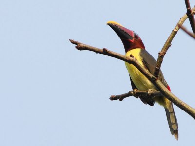 Green Aracari