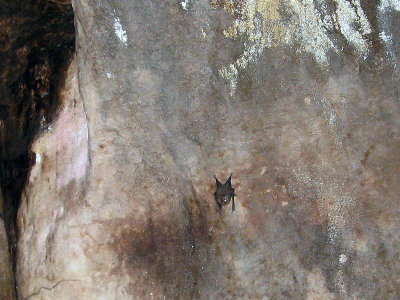 A small bat in the cave