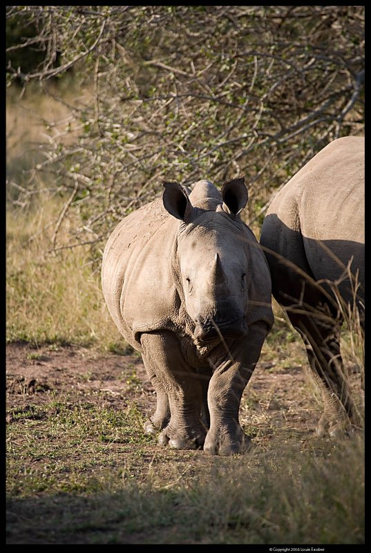 Phinda_0071.4.jpg