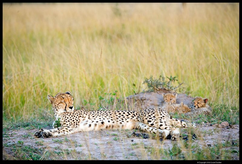 Phinda_0116.4.jpg