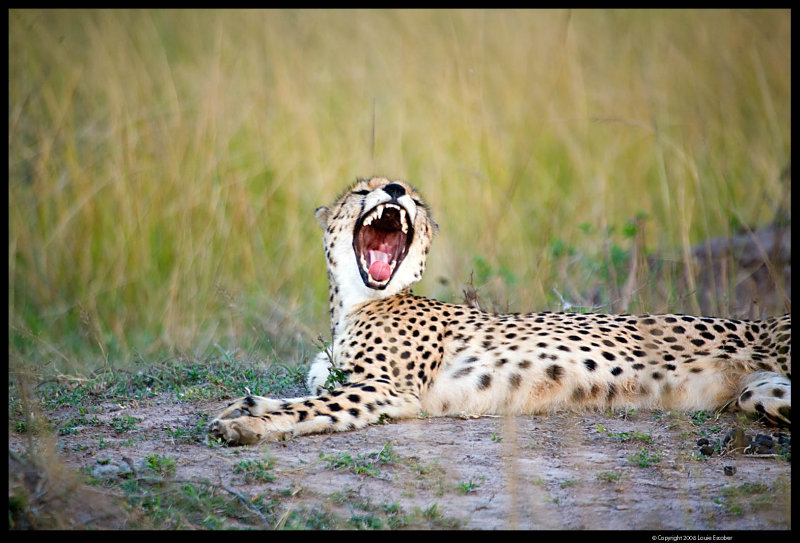 Phinda_0131.4.jpg