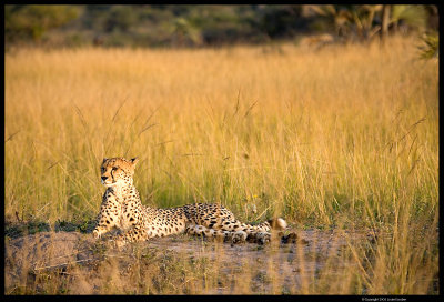 Phinda_0092.4.jpg