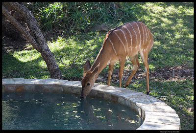 Phinda_9562.4.jpg
