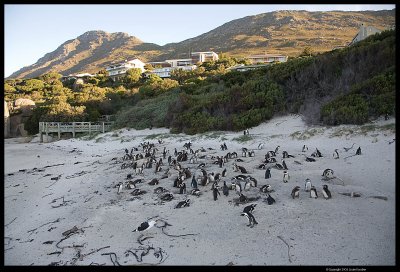 Boulder_Beach_8085.4.jpg