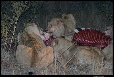 Sabi Sands Game Reserve