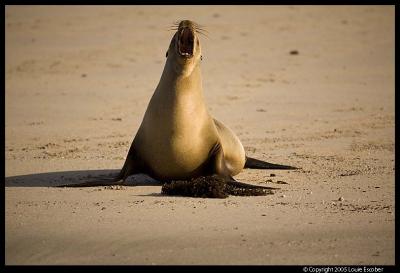 Galapagos Islands