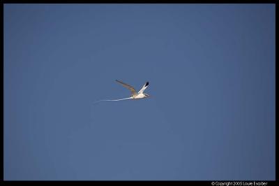 Floreana_3663.3.jpg