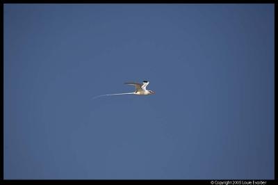 Floreana_3664.3.jpg