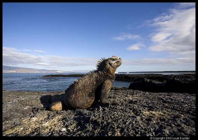 Fernandina_4090.3.jpg