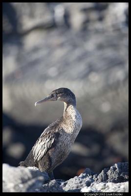 Fernandina_4120.3.jpg