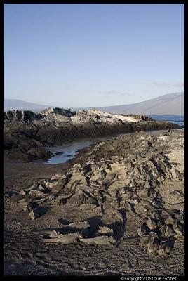Fernandina_4141.3.jpg