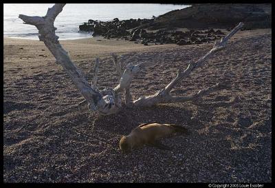 Fernandina_4147.3.jpg