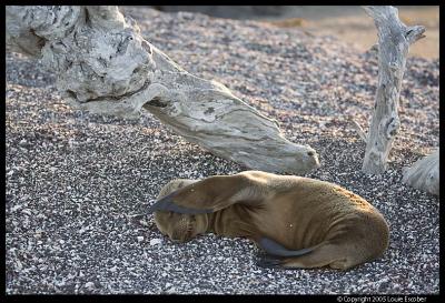 Fernandina_4183.3.jpg