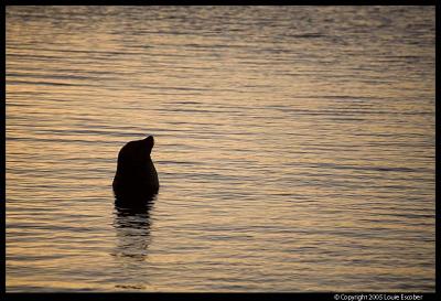 Fernandina_4190.3.jpg