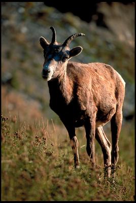 Big_Horn_Sheep_26.lg.jpg