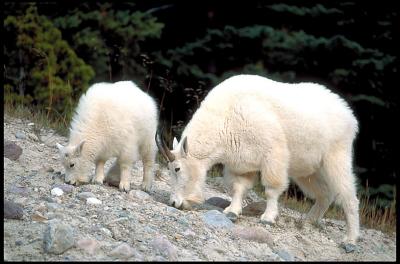 Mtn_Goat_02_30.lg.jpg