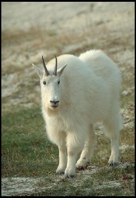 Mtn_Goat_03_31.lg.jpg