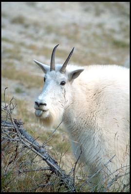 Mtn_Goat_04_32.lg.jpg