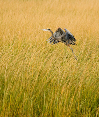 Blue Heron Lift Off