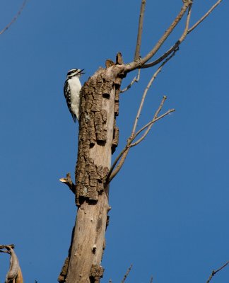Hairy Woodpecker