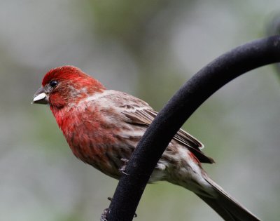 housefinch