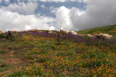 g3/67/34567/3/101962441.p2wSGRD6.jpg