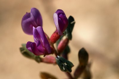 g3/67/34567/3/102759260.Z3I2SQJ1.jpg