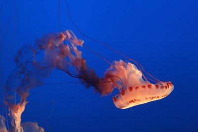 Monterey Bay Aquarium