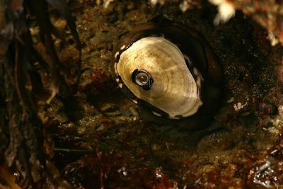 Keyhole limpet