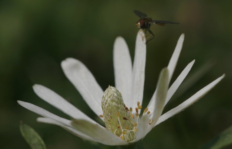 Ten-petal Anemone.jpg