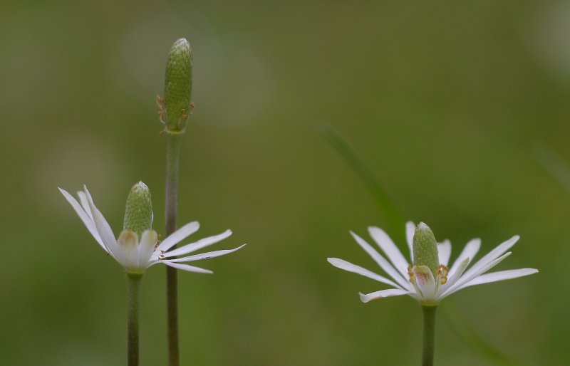 Ten-petal Anemone 1.jpg