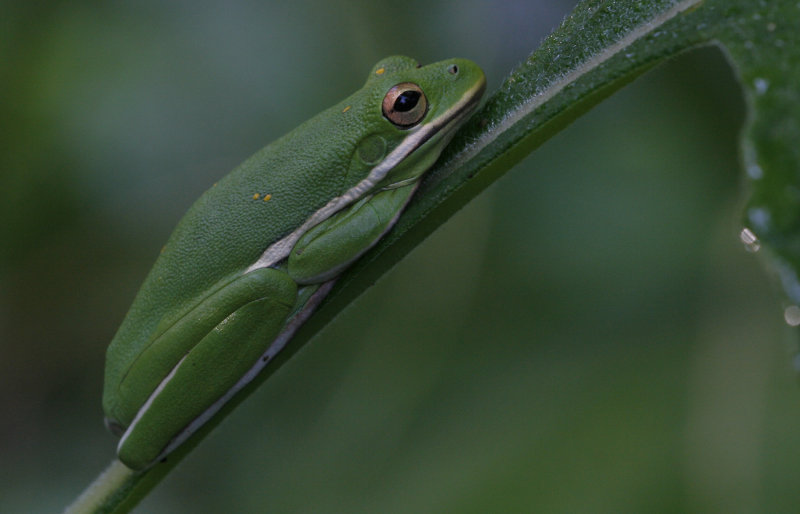 Green Tree Frog.jpg