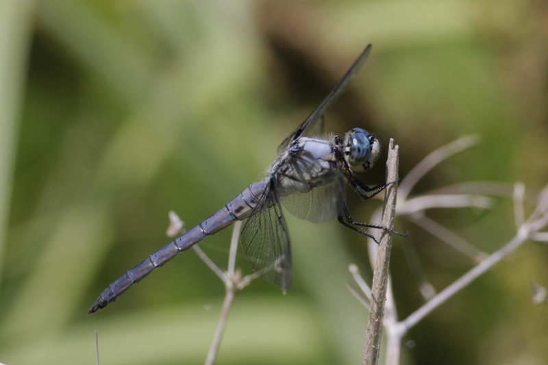 Great Blue Skimmer2.jpg