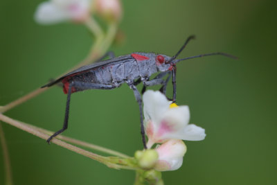 Red-shouldered Bug.jpg