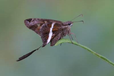 White-strped Longtail.jpg